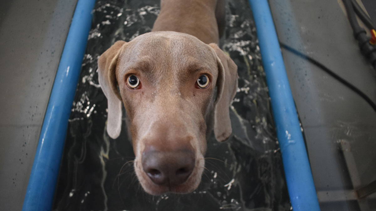 ANIMAL PHYSIOTHERAPY AND REHABILITATION ARC Ph 5976 1069