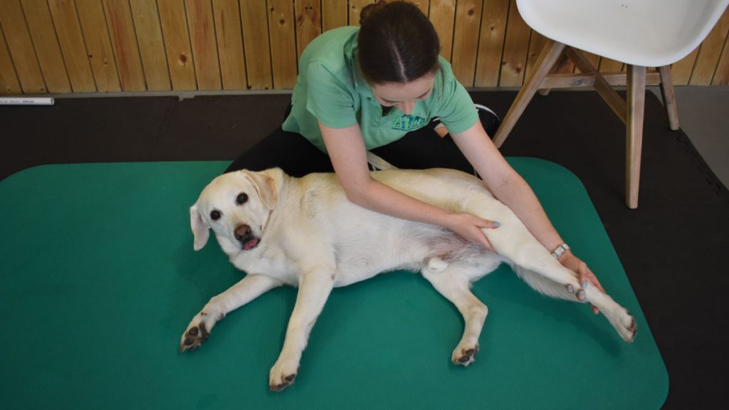 mornington peninsula dog physio